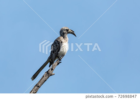 African Grey Hornbill, Botswana, Africa wildlife African Grey Hornbill, Botswana, Africa wildlife 72698847
