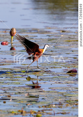 bird African jacana, Namibia Africa wildlife bird African jacana, Namibia Africa wildlife 72698849