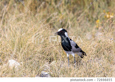 Blacksmith lapwing bird, Etosha Namibia Africa 72698855