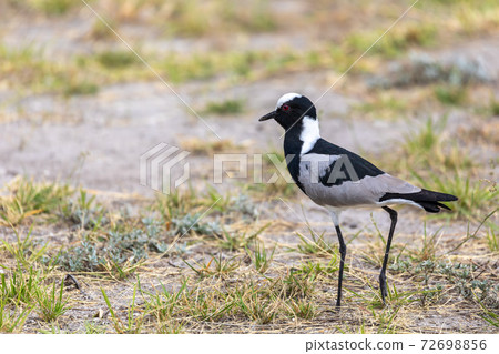 Blacksmith lapwing bird, Etosha Namibia Africa Blacksmith lapwing bird, Etosha Namibia Africa 72698856