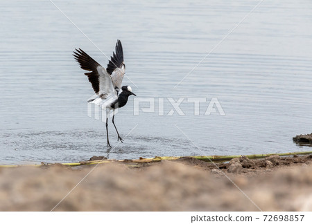 Blacksmith lapwing bird, Etosha Namibia Africa 72698857