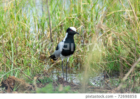 Blacksmith lapwing bird, Bwabwata Namibia Africa Blacksmith lapwing bird, Bwabwata Namibia Africa 72698858