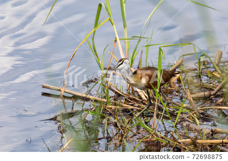 Lesser Jacana Wading in Wetland, namibia Africa wildlife Lesser Jacana Wading in Wetland, namibia Africa wildlife 72698875