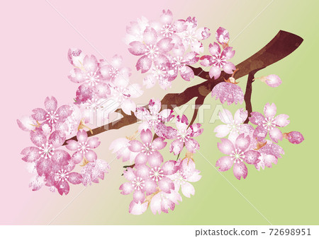 春天櫻花櫻花花手繪水彩背景插圖素材 72698951