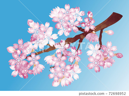 Spring cherry blossoms flower hand-painted watercolor background illustration material Spring cherry blossoms flower hand-painted watercolor background illustration material 72698952