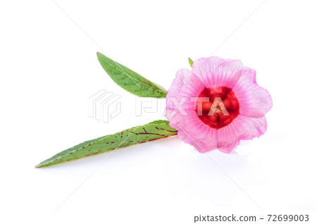 Roselle isolated on white background Roselle isolated on white background 72699003