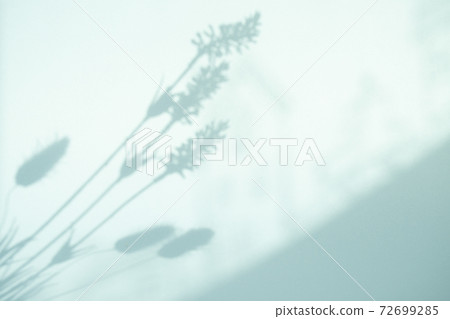 Green shadow plant 72699285