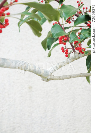 Red fruit trees Ilex 72699372