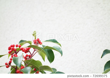 Red fruit trees Ilex 72699375