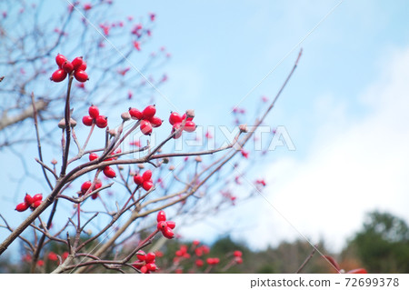 紅色果樹 72699378