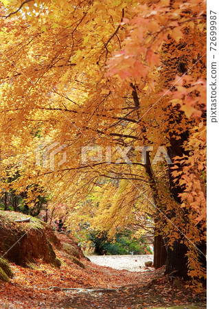 Autumn leaves at Harigijosuiba 72699987