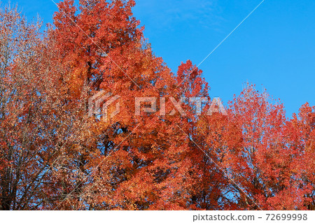 Autumn leaves at Harigijosuiba 72699998