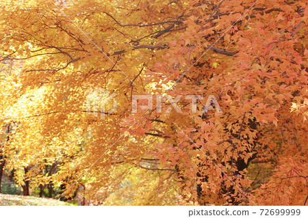 Autumn leaves at Harigijosuiba 72699999