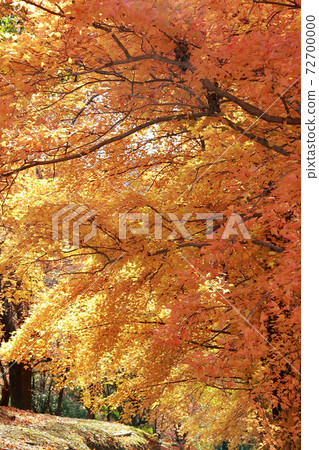 Autumn leaves at Harigijosuiba 72700000