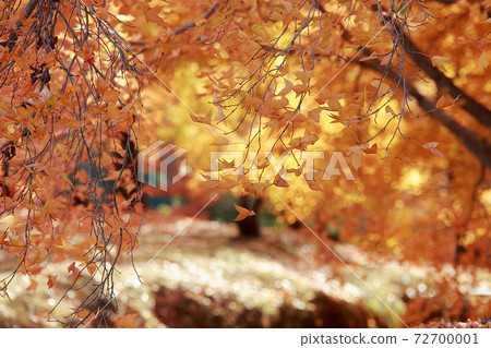 Autumn leaves at Harigijosuiba 72700001