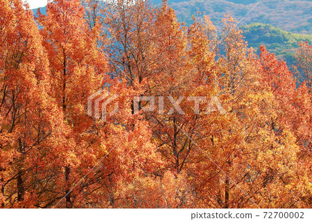 Autumn leaves at Harigijosuiba 72700002