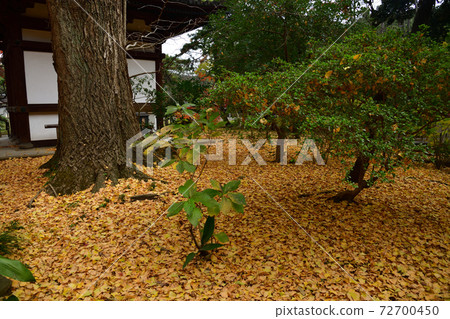Autumn leaves Sankeien Yokohama Autumn leaves Sankeien Yokohama 72700450
