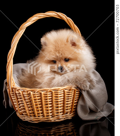 Lovely Pomeranian Spitz inside a wicker basket. 72700703