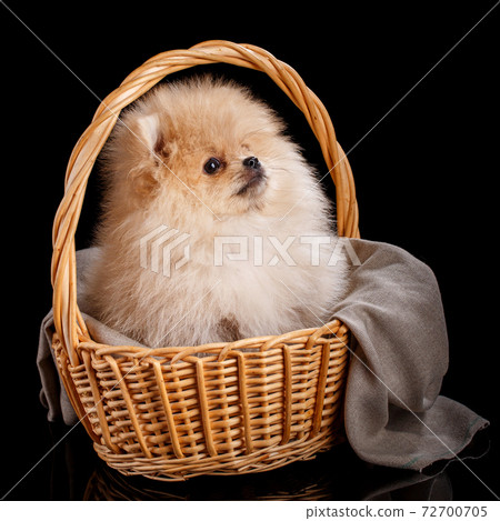 Pomeranian Spitz puppy sits in wicker basket on black background. Pomeranian Spitz puppy sits in wicker basket on black background. 72700705