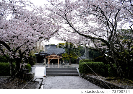 Sakura of Nagatakannon Sakura of Nagatakannon 72700724