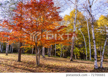 (Nagano) Koumi Reex Ski Valley Autumn leaves of Japanese maple (Nagano) Koumi Reex Ski Valley Autumn leaves of Japanese maple 72700881