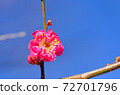 Plums blooming in the blue sky 72701796