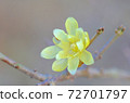 Wax of early spring 72701797