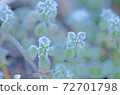 Frosted wildflowers 72701798