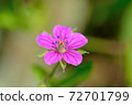 Pink flowers 72701799