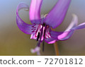Katakuri flowers 72701812