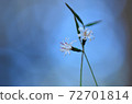 Autumn small flowers 72701814