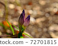Bud bonbori 72701815