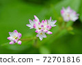 Small flower with pink color 72701816