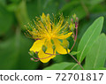 Yellow flower 72701817