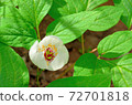 Dignified flowers 72701818