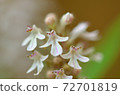 Wild grass close-up 72701819