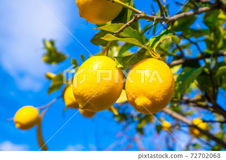 無農藥種植的家用檸檬 無農藥種植的家用檸檬 72702068