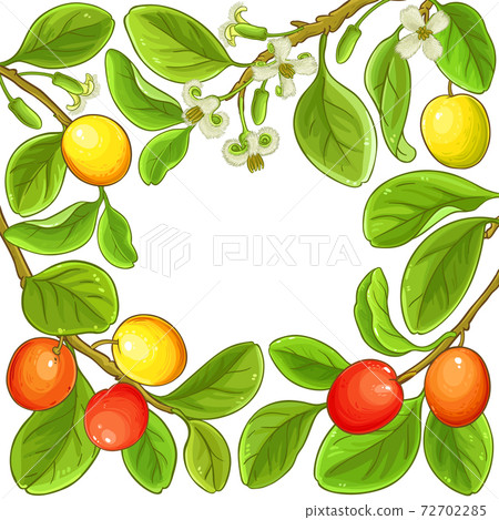 ximenia vector frame ximenia vector frame 72702285