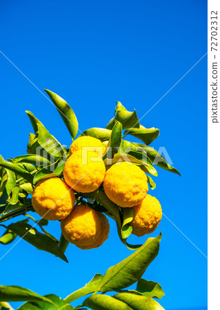 Yuzu grown without pesticides 72702312