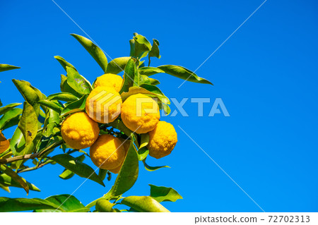 Yuzu grown without pesticides Yuzu grown without pesticides 72702313