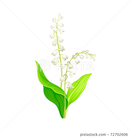 Lily of the Valley with Pendent Bell-shaped White Flowers Vector Illustration Lily of the Valley with Pendent Bell-shaped White Flowers Vector Illustration 72702606
