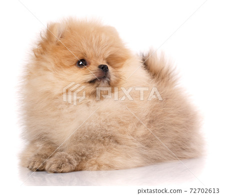 Portrait of a long-haired Pomeranian Spitz on a white background. 72702613