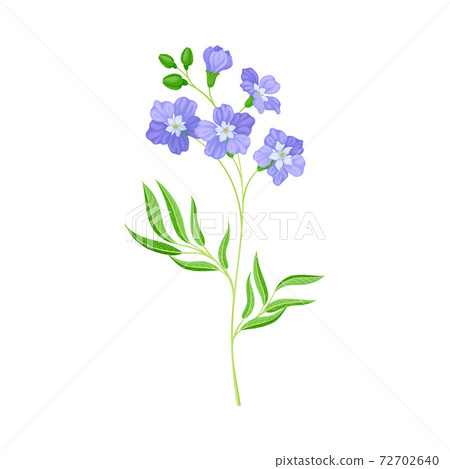 Common Flax or Linseed as Wildflower Specie or Herbaceous Flowering Plant Vector Illustration 72702640