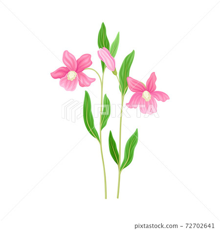 Wildflower Specie or Herbaceous Flowering Plant with Pink Flowers Vector Illustration 72702641