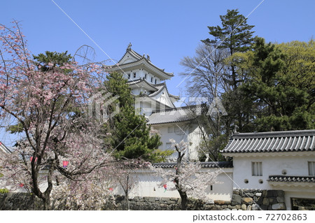 Cherry blossoms in full bloom and Ogaki Castle Sakura and Ogaki Castle Spring Ogaki Castle Ogaki Castle cherry blossoms Cherry blossoms in full bloom and Ogaki Castle Sakura and Ogaki Castle Spring Ogaki Castle Ogaki Castle cherry blossoms 72702863