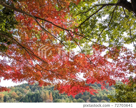Autumn leaves Autumn leaves 72703641