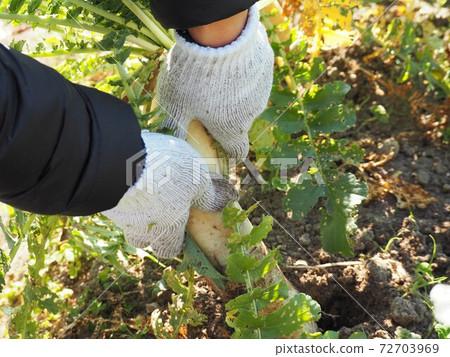 Harvest of radish Harvest of radish 72703969