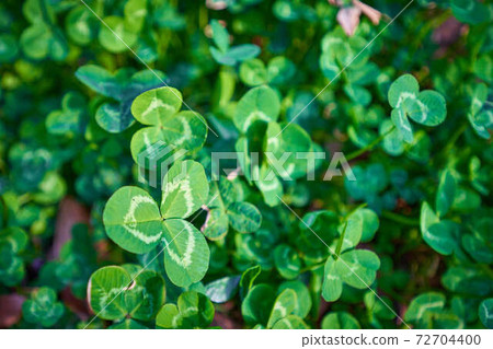 幸運的植物三葉草和假的岩石。愛爾蘭文化Patrick Day的物質形象 72704400