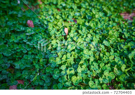 幸運的植物三葉草和假的岩石。愛爾蘭文化Patrick Day的物質形象 72704403