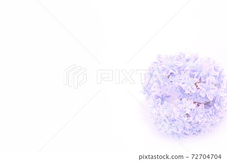 背景材料:明亮的藍色繡球花,白色背景,萬花筒 背景材料:明亮的藍色繡球花,白色背景,萬花筒 72704704